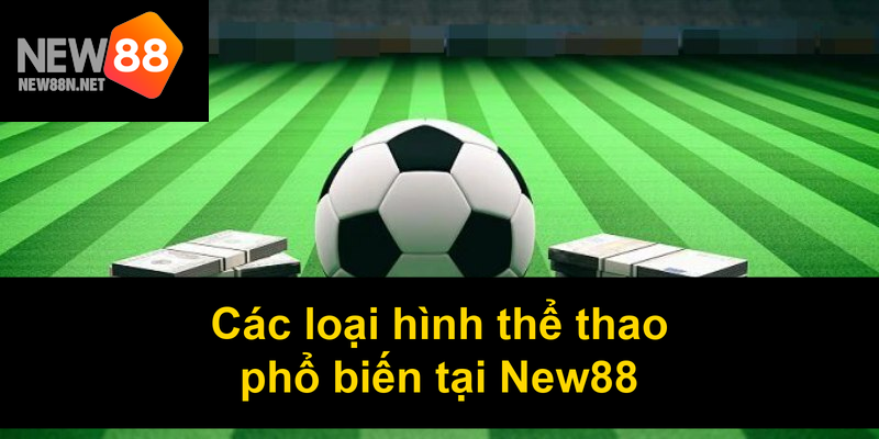 Các loại hình thể thao phổ biến tại New88